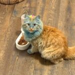 Toddler accidentally turned orange cat blue with chalk paint roller in morning chaos, leaving desperate parent seeking Reddit advice after baths and brushing failed to restore original colour.