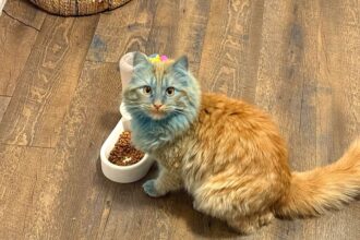 Toddler accidentally turned orange cat blue with chalk paint roller in morning chaos, leaving desperate parent seeking Reddit advice after baths and brushing failed to restore original colour.