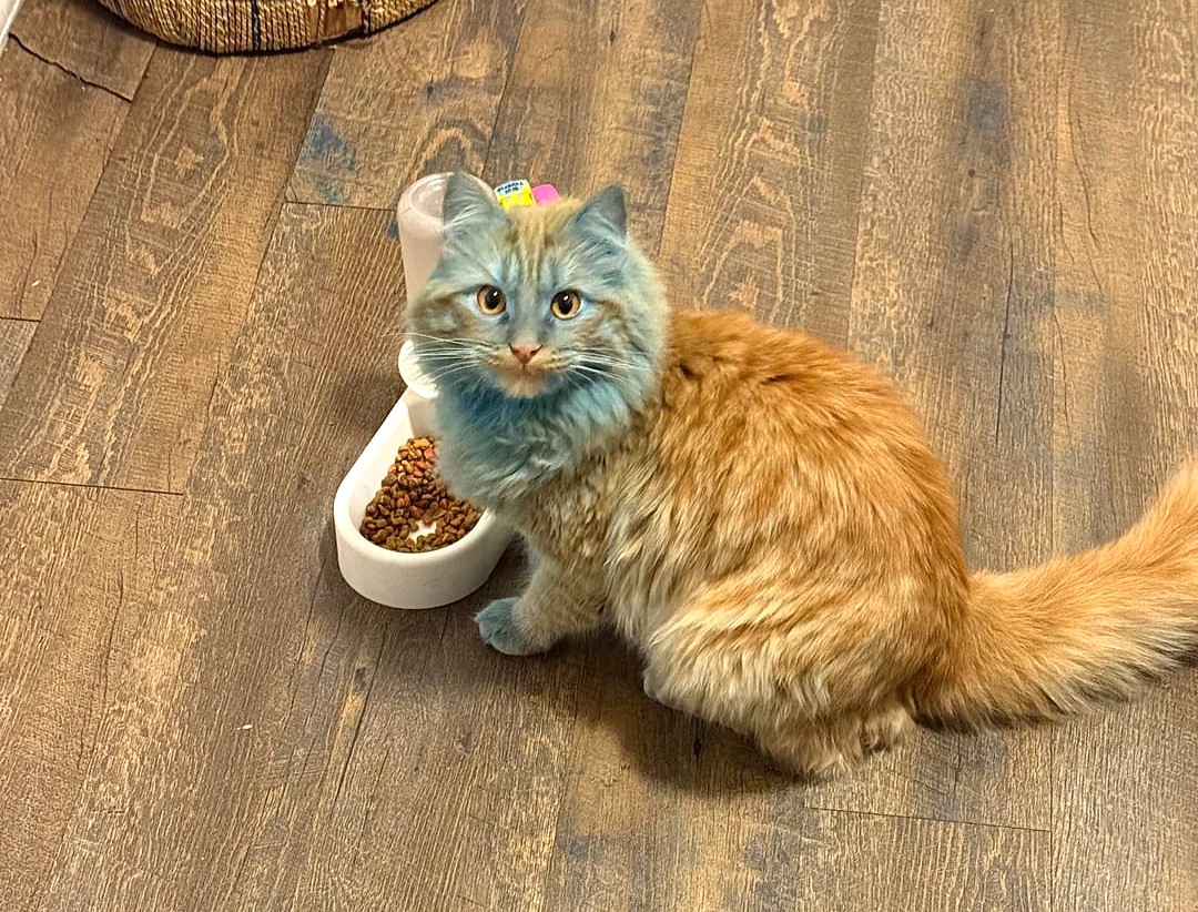 Toddler accidentally turned orange cat blue with chalk paint roller in morning chaos, leaving desperate parent seeking Reddit advice after baths and brushing failed to restore original colour.