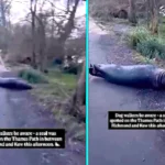 A London walker was stunned after spotting a chunky seal lounging on a Thames path near Richmond, amusing locals who joked it was heading to Waitrose