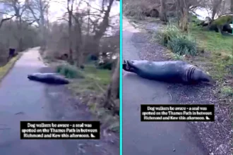 A London walker was stunned after spotting a chunky seal lounging on a Thames path near Richmond, amusing locals who joked it was heading to Waitrose