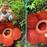 Couple trek into Indonesian rainforest to see the world’s smelliest flower, a giant corpse bloom that reeks of rotting meat and looks like a Stranger Things villain