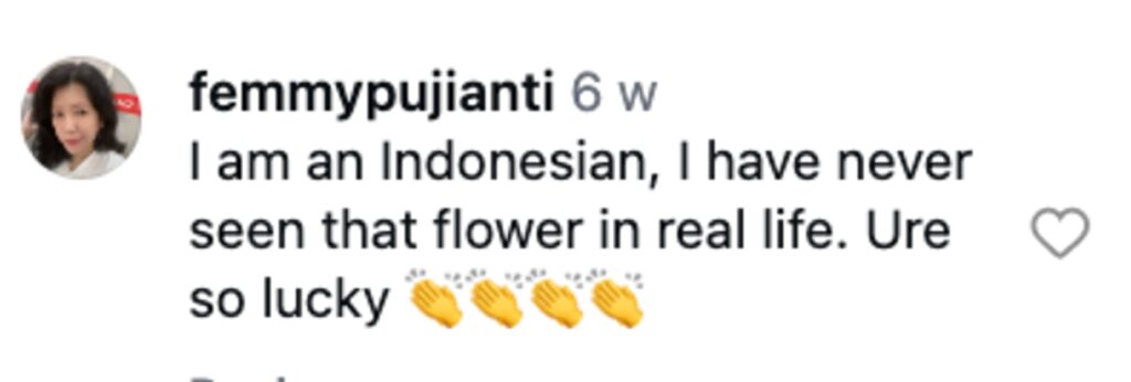 Couple trek into Indonesian rainforest to see the world’s smelliest flower, a giant corpse bloom that reeks of rotting meat and looks like a Stranger Things villain