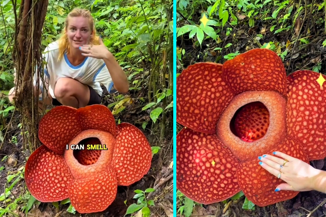 Couple trek into Indonesian rainforest to see the world’s smelliest flower, a giant corpse bloom that reeks of rotting meat and looks like a Stranger Things villain