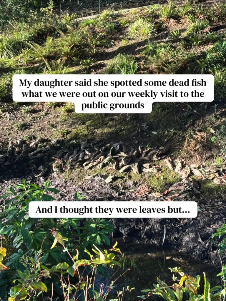 Worried mum reports dozens of dead fish floating in Barnsley park pond to officials. Ellie Cosgrove left mortified to discover they were clay art installation.