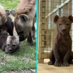 Twin hyenas Etosha and Nakuru born against the odds at Sydney Zoo melt hearts in viral video. The two-week-old cubs have 2.1 million views as they explore their home.