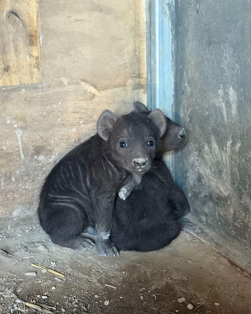 Twin hyenas Etosha and Nakuru born against the odds at Sydney Zoo melt hearts in viral video. The two-week-old cubs have 2.1 million views as they explore their home.
