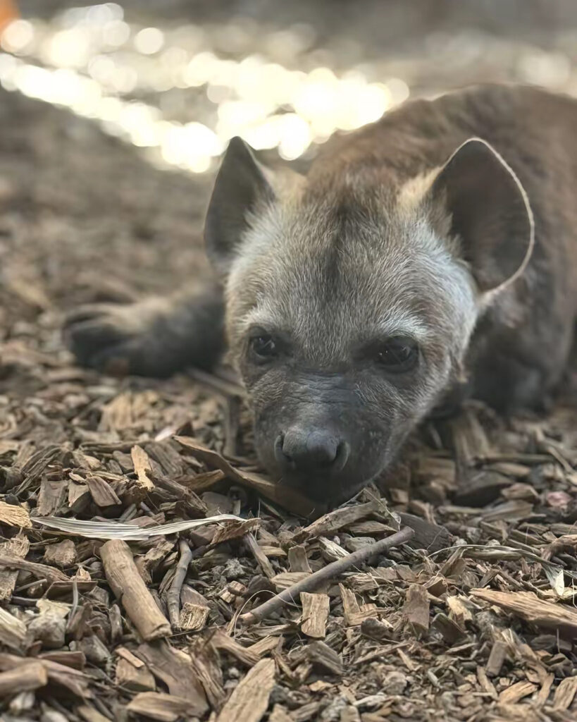Twin hyenas Etosha and Nakuru born against the odds at Sydney Zoo melt hearts in viral video. The two-week-old cubs have 2.1 million views as they explore their home.