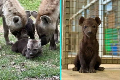 Twin hyenas Etosha and Nakuru born against the odds at Sydney Zoo melt hearts in viral video. The two-week-old cubs have 2.1 million views as they explore their home.