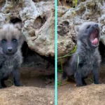 Zoo celebrates birth of maned wolf pups for first time in 70 years. Three pups born to parents Cora and Rio at San Diego Zoo. Near-extinction species.