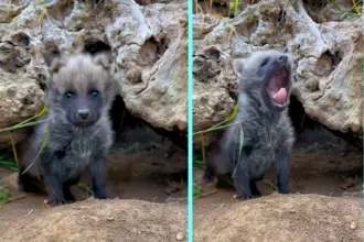 Zoo celebrates birth of maned wolf pups for first time in 70 years. Three pups born to parents Cora and Rio at San Diego Zoo. Near-extinction species.