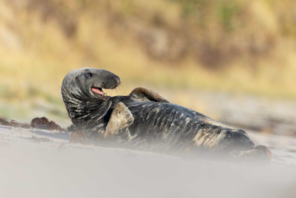A smiling seal struck poses while soaking up winter sun on a quiet UK beach, delighting photographers and fans after the charming marine model was caught on camera