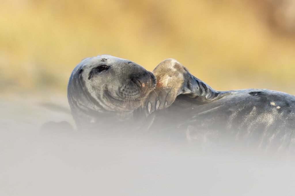 A smiling seal struck poses while soaking up winter sun on a quiet UK beach, delighting photographers and fans after the charming marine model was caught on camera
