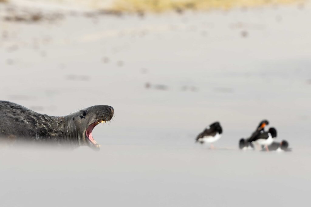 A smiling seal struck poses while soaking up winter sun on a quiet UK beach, delighting photographers and fans after the charming marine model was caught on camera