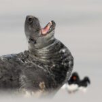 A smiling seal struck poses while soaking up winter sun on a quiet UK beach, delighting photographers and fans after the charming marine model was caught on camera