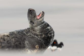 A smiling seal struck poses while soaking up winter sun on a quiet UK beach, delighting photographers and fans after the charming marine model was caught on camera