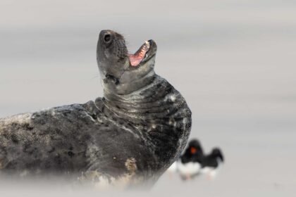 A smiling seal struck poses while soaking up winter sun on a quiet UK beach, delighting photographers and fans after the charming marine model was caught on camera