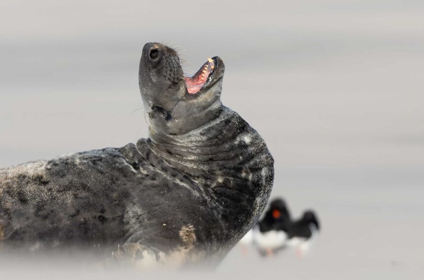 A smiling seal struck poses while soaking up winter sun on a quiet UK beach, delighting photographers and fans after the charming marine model was caught on camera