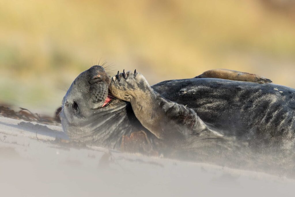 A smiling seal struck poses while soaking up winter sun on a quiet UK beach, delighting photographers and fans after the charming marine model was caught on camera