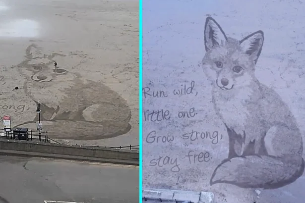 Beach artist Fred Brown wowed visitors at South Bay, Scarborough, after carving a giant lifelike fox into the sand, with the stunning time lapse racking up thousands of views.