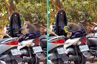 A crafty monkey on a Taiwan mountain was caught on camera breaking into a parked scooter, bypassing a makeshift stick lock and rifling through the storage compartment in search of snacks.