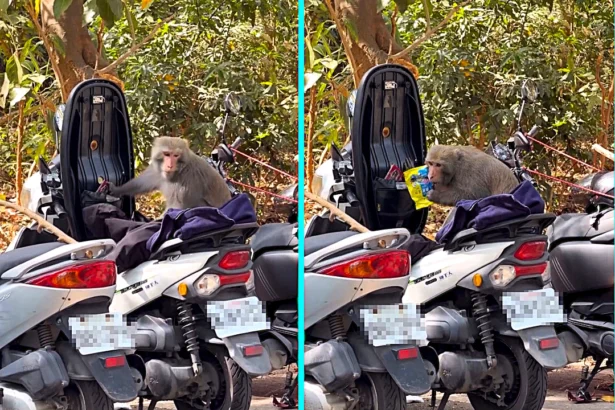 A crafty monkey on a Taiwan mountain was caught on camera breaking into a parked scooter, bypassing a makeshift stick lock and rifling through the storage compartment in search of snacks.