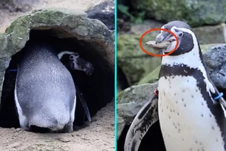 Brazen penguin named Oreo caught on camera stealing pebbles from his neighbour's nest at Newquay Zoo to impress his girlfriend Humbug as breeding season gets underway.