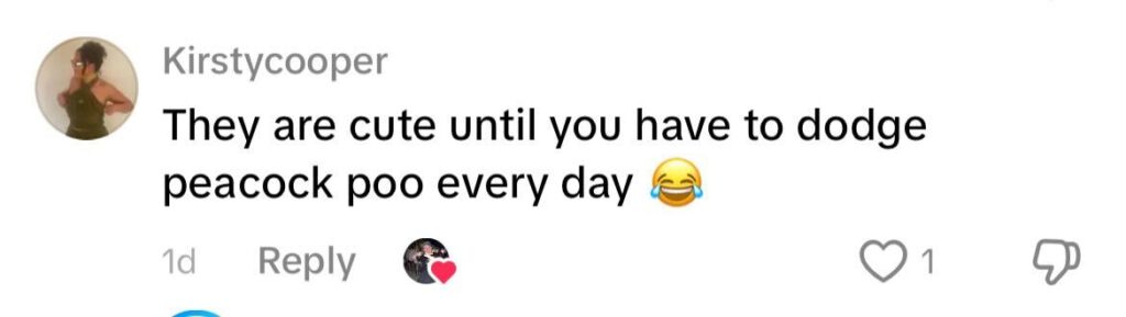 Social media comment on the post of Charlie Cooper shocked to find 10 peacocks invading his neighbor's garden in Oldham's peacock estate. The colorful birds roam freely, climb on cars and are fed by locals.