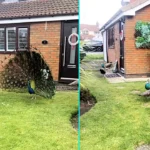 Charlie Cooper shocked to find 10 peacocks invading his neighbor's garden in Oldham's peacock estate. The colorful birds roam freely, climb on cars and are fed by locals.