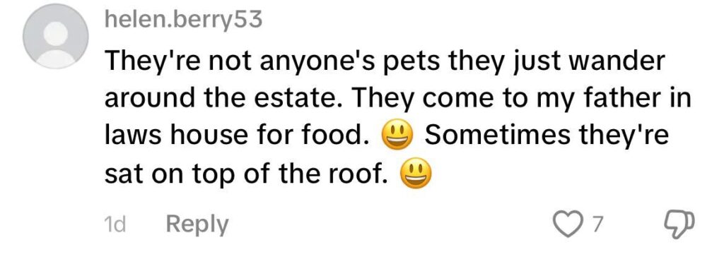 Social media comment on the post of Charlie Cooper shocked to find 10 peacocks invading his neighbor's garden in Oldham's peacock estate. The colorful birds roam freely, climb on cars and are fed by locals.