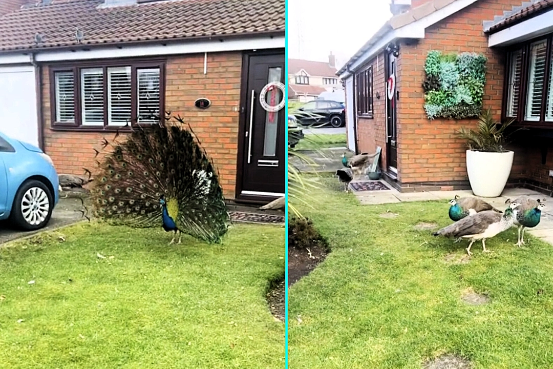 Charlie Cooper shocked to find 10 peacocks invading his neighbor's garden in Oldham's peacock estate. The colorful birds roam freely, climb on cars and are fed by locals.