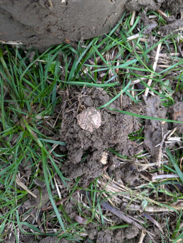 A British metal detectorist unearthed 17 rare Iron Age gold coins in a Suffolk field, a remarkable hoard linked to ancient kings that could fetch £25,000 at auction