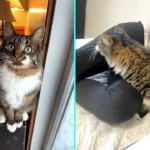 Cat with abnormally long dinosaur-like neck goes viral with 10.7m views as stunned viewers think video is AI. Owner Korrie didn't realize Bandit's neck was so long.