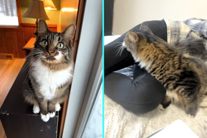 Cat with abnormally long dinosaur-like neck goes viral with 10.7m views as stunned viewers think video is AI. Owner Korrie didn't realize Bandit's neck was so long.