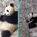 A panda at a Chinese breeding centre refused to give back a tourist's dropped phone - munching a carrot with one paw while clutching the device with the other and rolling away from zookeepers trying to retrieve it.