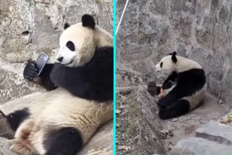A panda at a Chinese breeding centre refused to give back a tourist's dropped phone - munching a carrot with one paw while clutching the device with the other and rolling away from zookeepers trying to retrieve it.