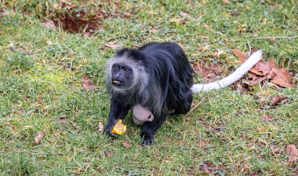 White baby king colobus monkey born at Paignton Zoo, Devon - second endangered infant in months. Part of breeding programme. Born entirely white, they turn black as they grow.