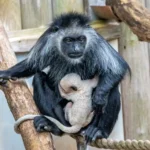 White baby king colobus monkey born at Paignton Zoo, Devon - second endangered infant in months. Part of breeding programme. Born entirely white, they turn black as they grow.