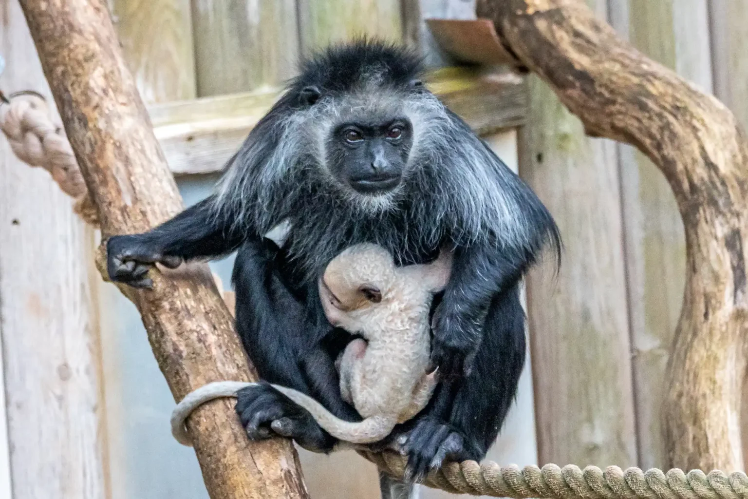 White baby king colobus monkey born at Paignton Zoo, Devon - second endangered infant in months. Part of breeding programme. Born entirely white, they turn black as they grow.
