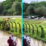 Three horses escaped and ran onto runway at Capurganá Airport, Colombia as plane landed. Animals turned away at last moment preventing disaster on Saturday.