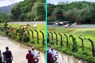 Three horses escaped and ran onto runway at Capurganá Airport, Colombia as plane landed. Animals turned away at last moment preventing disaster on Saturday.