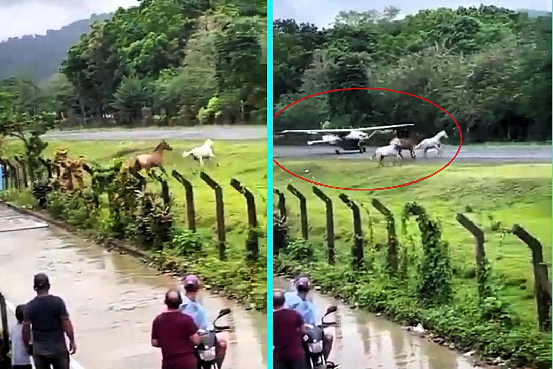 Three horses escaped and ran onto runway at Capurganá Airport, Colombia as plane landed. Animals turned away at last moment preventing disaster on Saturday.