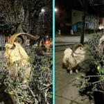 Andrew Dalgarno encountered feral mountain goats eating hedges on Llandudno streets at 11pm. The white-haired creatures wander down from Great Orme hill.