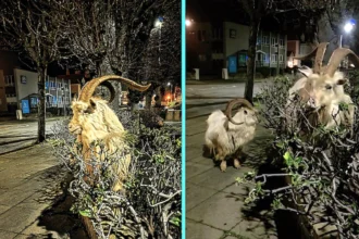 Andrew Dalgarno encountered feral mountain goats eating hedges on Llandudno streets at 11pm. The white-haired creatures wander down from Great Orme hill.