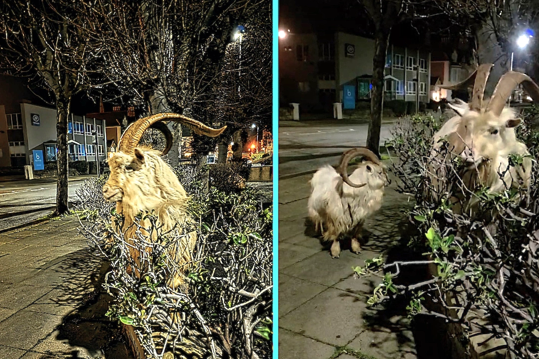Andrew Dalgarno encountered feral mountain goats eating hedges on Llandudno streets at 11pm. The white-haired creatures wander down from Great Orme hill.