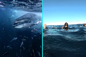 Freedivers were left speechless when a 50ft Bryde’s whale surged through a bait ball beside them in Mexico, gulping fish just metres away in a breathtaking encounter