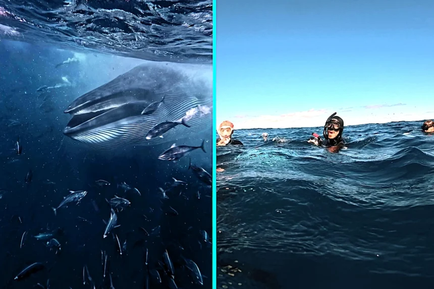 Freedivers were left speechless when a 50ft Bryde’s whale surged through a bait ball beside them in Mexico, gulping fish just metres away in a breathtaking encounter