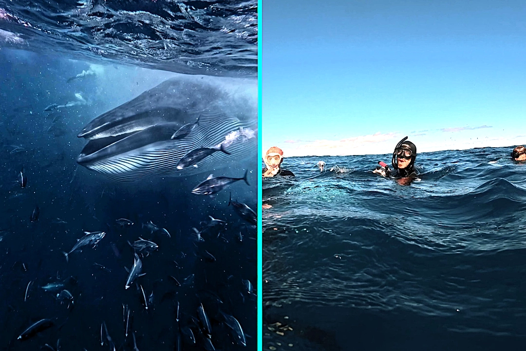 Freedivers were left speechless when a 50ft Bryde’s whale surged through a bait ball beside them in Mexico, gulping fish just metres away in a breathtaking encounter