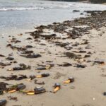 A Dorset beach looked like a scene from Stranger Things after hundreds of rare otter shell clams were washed ashore by storms, leaving locals stunned at the eerie sight