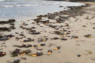 A Dorset beach looked like a scene from Stranger Things after hundreds of rare otter shell clams were washed ashore by storms, leaving locals stunned at the eerie sight